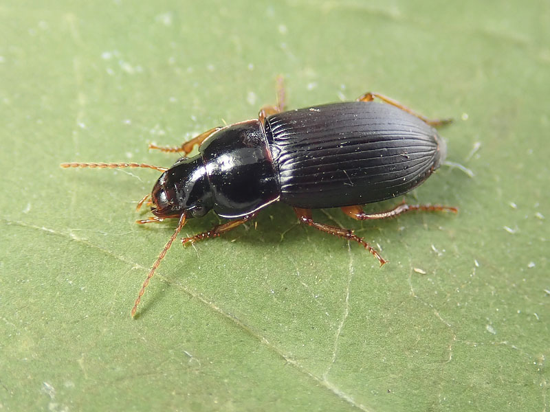 Carabidae: ancora un Harpalus? forse H. latus